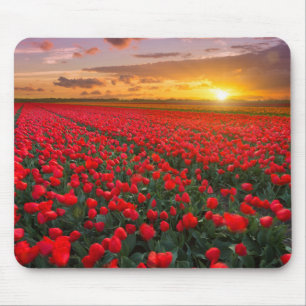 Alfombrilla De Ratón Campos del tulipán en la puesta del sol en los