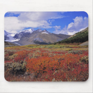 Alfombrilla De Ratón Canadá, Alberta, Banff NP. Arándanos en flor