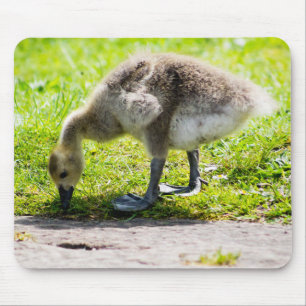 Alfombrilla De Ratón Canadá Goose Gosling