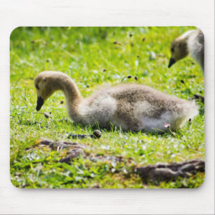Alfombrilla De Ratón Canadá Goose Gosling