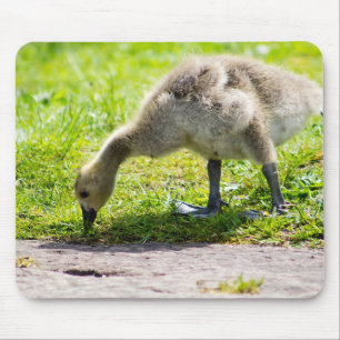 Alfombrilla De Ratón Canadá Goose Gosling