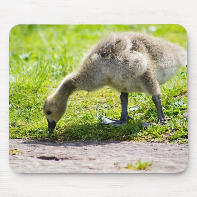 Alfombrilla De Ratón Canadá Goose Gosling (Frente)