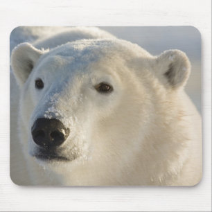 Alfombrilla De Ratón Canadá, Manitoba, bahía de Hudson   Oso polar