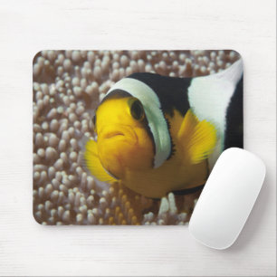 Alfombrilla De Ratón Cangrejos de payaso - ¡Acércate! Tan lindo - Nemo