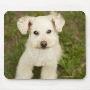Alfombrilla De Ratón Caniche (blanco)