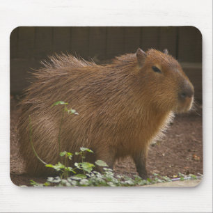Alfombrilla De Ratón Capibara