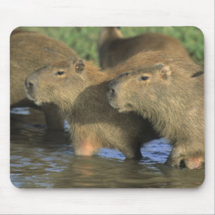 Alfombrilla De Ratón Capibara, Hydrochaeris hidrochaeris), la zona del