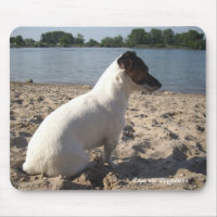 Capo von Oppenheim Jack Russell Terrier, Perro
