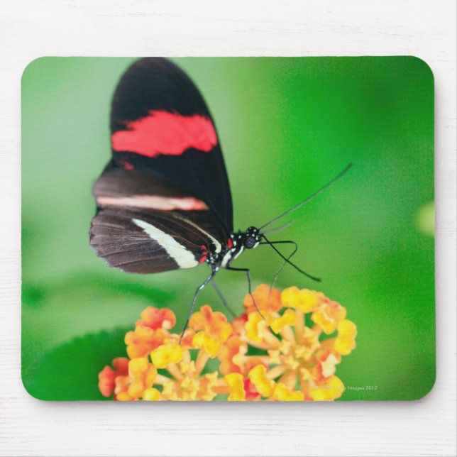 Alfombrilla De Ratón Captura de néctar de mariposa de rosina postman (Frente)