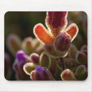 Alfombrilla De Ratón Capullo de Flor Suculenta Colorida con Retroilumin