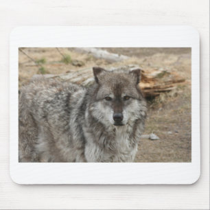 Alfombrilla De Ratón cara de animal lobo ojos canino bosque zoológico p