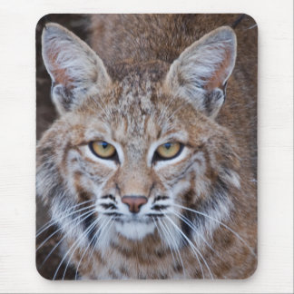 Alfombrilla De Ratón Cara del lince