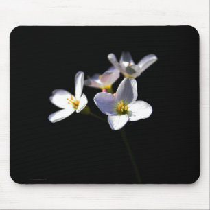 Alfombrilla De Ratón Cardamine Pratensis Flowers mpcna