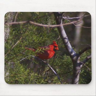 Alfombrilla De Ratón Cardenal en árbol