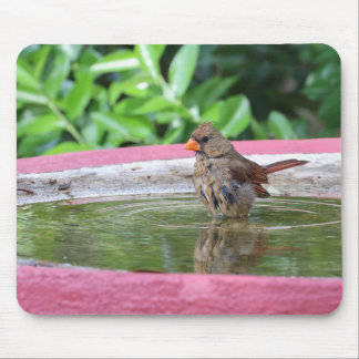 Alfombrilla De Ratón Cardenal femenino en el baño de aves