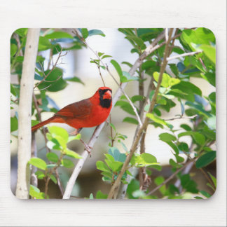 Alfombrilla De Ratón Cardenal masculino