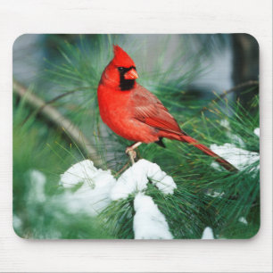 Alfombrilla De Ratón Cardenal norteño macho en árbol, IL