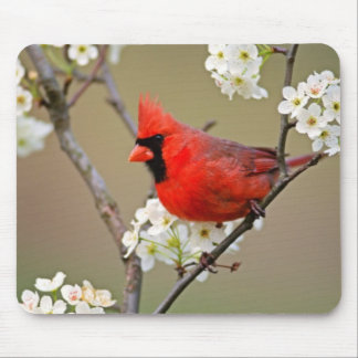 Alfombrilla De Ratón Cardenal rojo