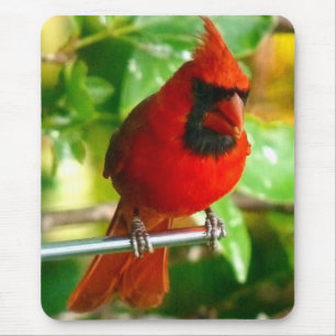 Alfombrilla De Ratón Cardenal rojo salvaje en Hawaii