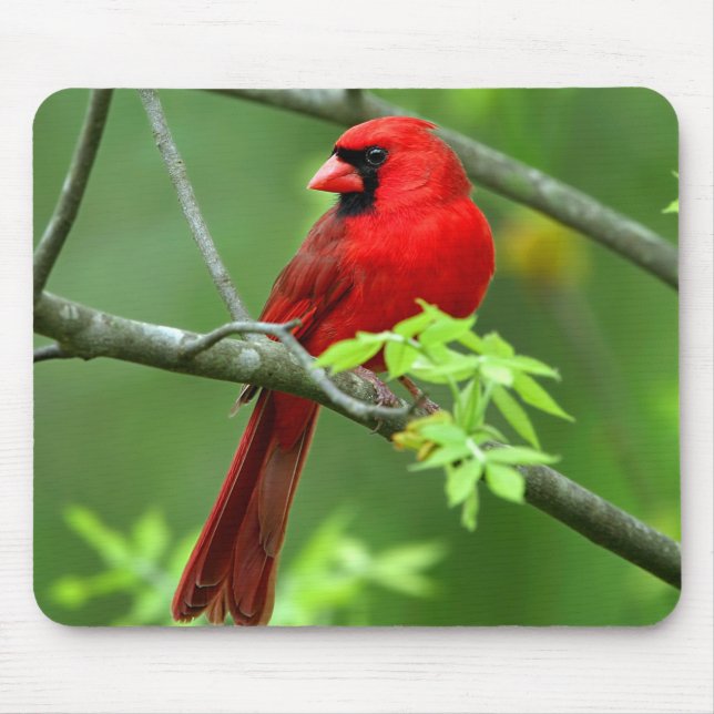 Alfombrilla De Ratón Cardenales septentrionales (Frente)