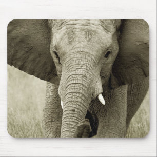 Alfombrilla De Ratón Carga del elefante africano, mousepads del safari