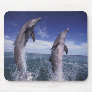 Alfombrilla De Ratón Caribe, delfines mulares Tursiops