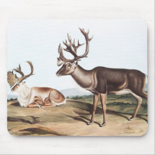 Alfombrilla De Ratón Caribou, American Rein Deer (Tarandus furcifer)