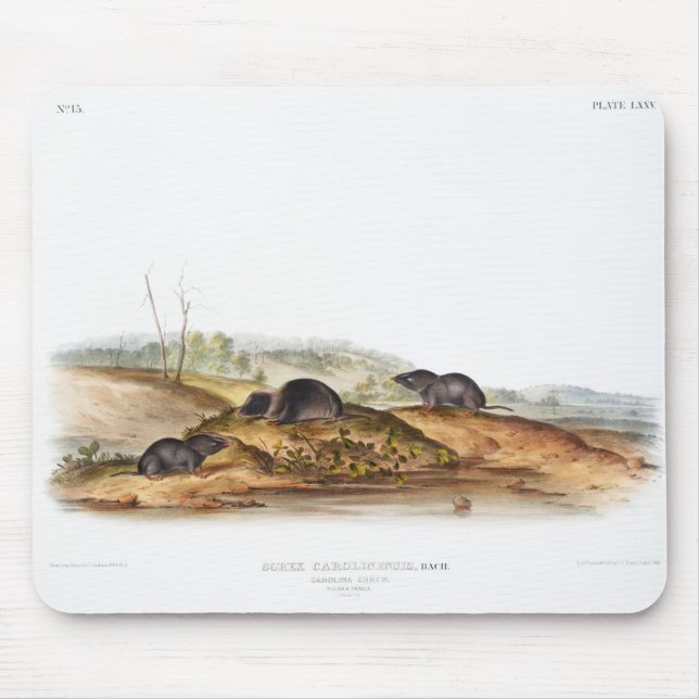 Alfombrilla De Ratón Carolina Shrew House Mouse Chica Boy Room (Frente)