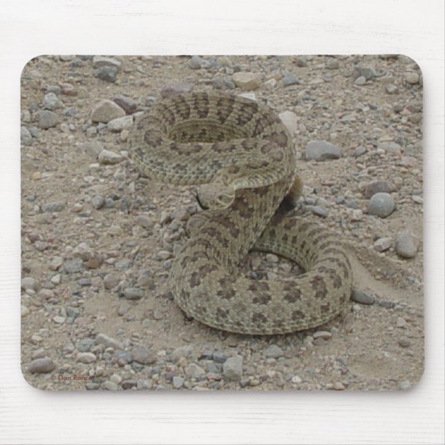 Alfombrilla De Ratón Cascabel de pradera R9 enroscada (Frente)