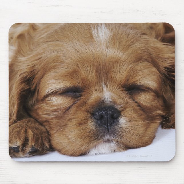 Alfombrilla De Ratón Cavalier King Charles Spaniel cachorro durmiendo (Frente)