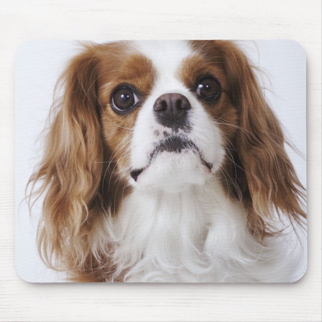 Alfombrilla De Ratón Cavalier King Charles Spaniel sentado en un estudi (Frente)