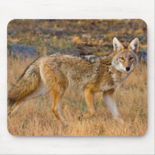Alfombrilla De Ratón Caza de Coyote (Canis Latrans)