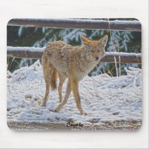 Alfombrilla De Ratón Caza de coyote en nieve.