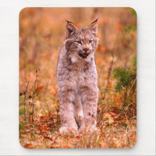 Alfombrilla De Ratón Caza de Linces   Bosque de Otoño