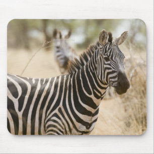 Alfombrilla De Ratón Cebra en el Parque Nacional Meru, Kenia.
