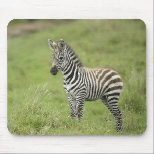 Alfombrilla De Ratón Cebra joven en el llano de Serengeti