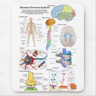 Alfombrilla De Ratón Cerebro humano y diagrama de sistema nervioso