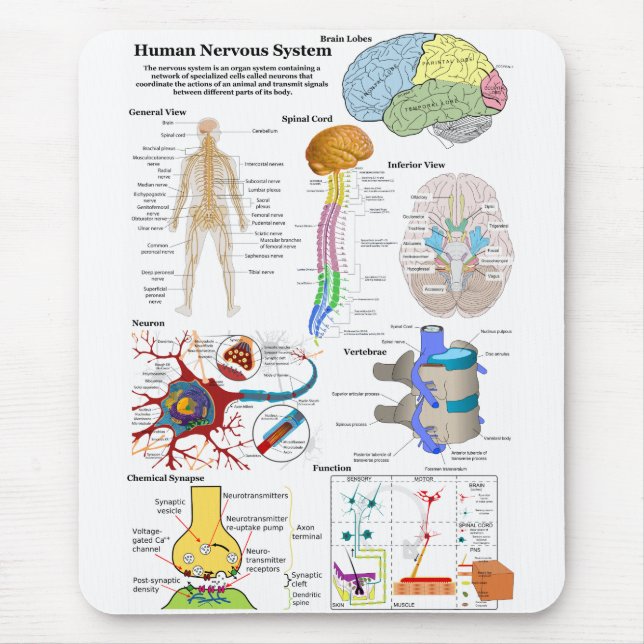 Alfombrilla De Ratón Cerebro humano y diagrama de sistema nervioso (Frente)