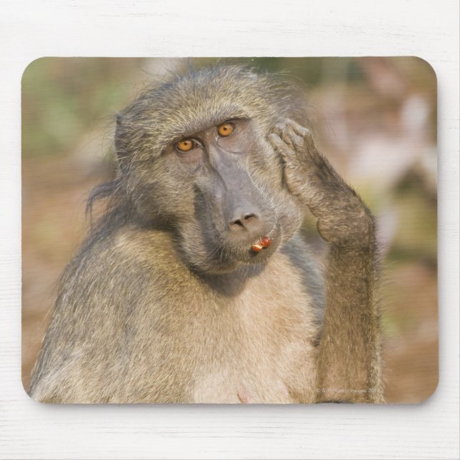 Alfombrilla De Ratón Chacma Baboon (Papio ursinus) arañando su (Frente)