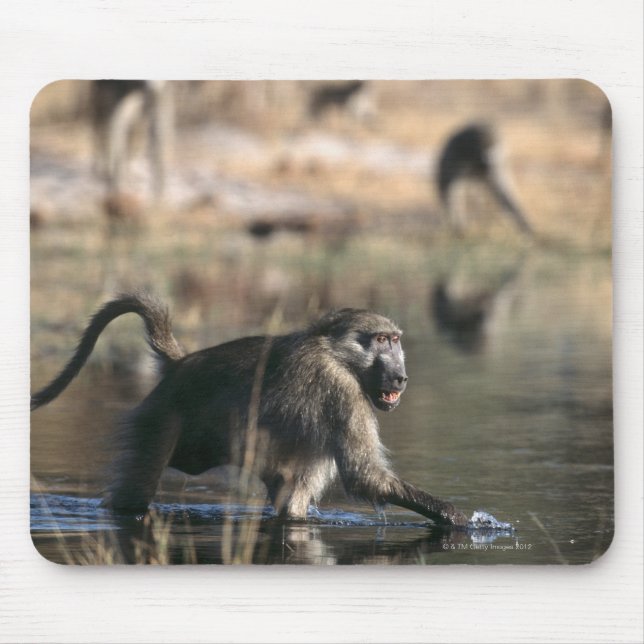 Alfombrilla De Ratón Chacma Baboons (Papio ursinus) caminando por (Frente)