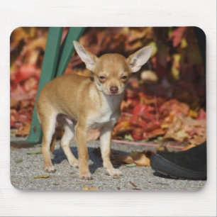 Alfombrilla De Ratón Charlie Chihuahua