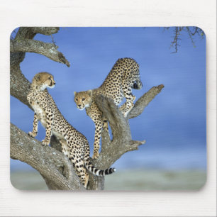 Alfombrilla De Ratón Cheetahs