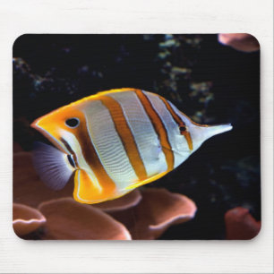 Alfombrilla De Ratón Chelmon rostratus