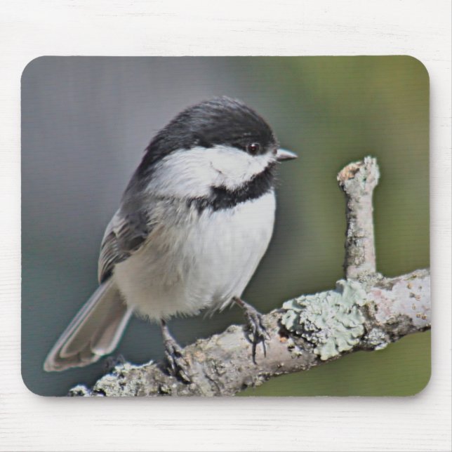 Alfombrilla De Ratón Chickadee (Frente)