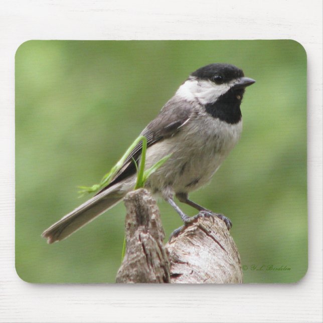 Alfombrilla De Ratón Chickadee de Carolina Mousepad (Frente)