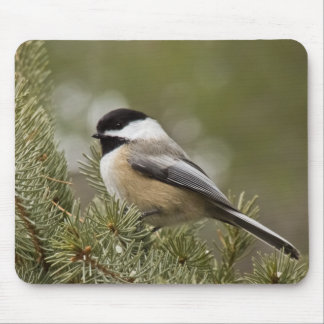 Alfombrilla De Ratón Chickadee Negro-capsulado Mousepad