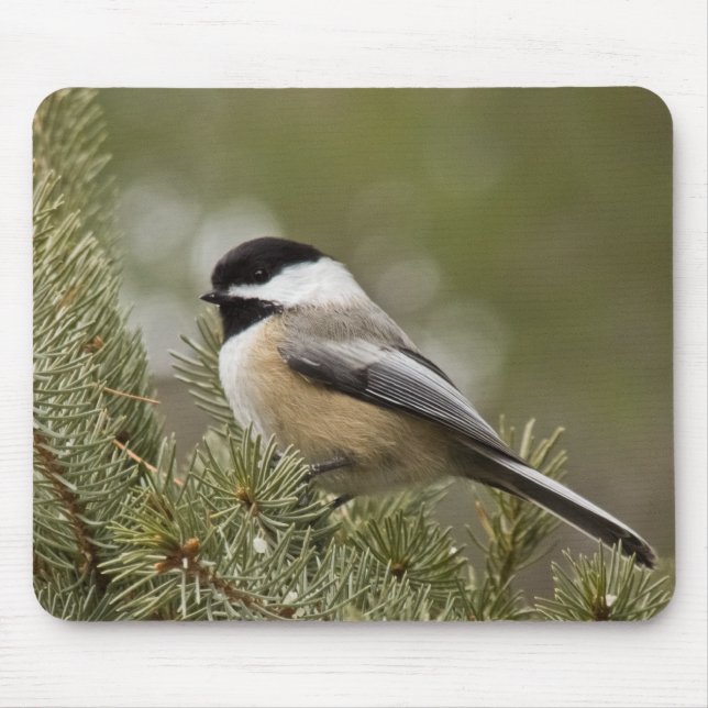 Alfombrilla De Ratón Chickadee Negro-capsulado Mousepad (Frente)