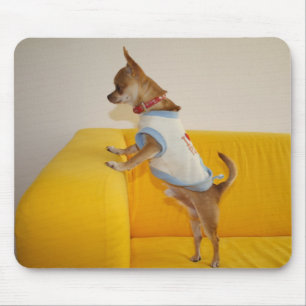 Alfombrilla De Ratón Chihuahua Puppy Sobre Sofá Amarillo