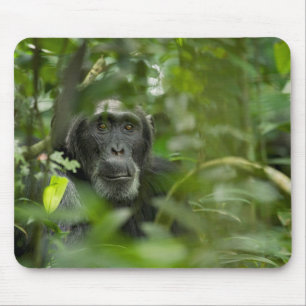Alfombrilla De Ratón Chimpancé escondido entre la vegetación