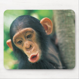 Alfombrilla De Ratón Chimpanzee joven (Pan troglodytes)